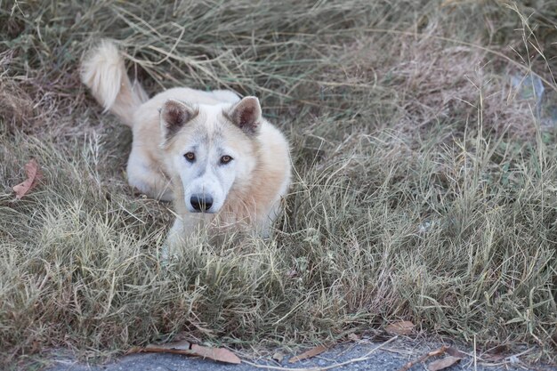 Hund, der im Wald neben der Straße sitzt.