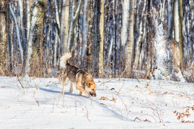 Hund, der im Winterwald bei sonnigem Wetter geht