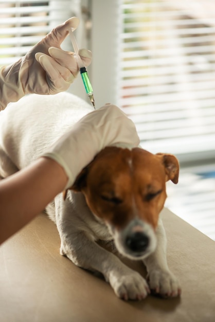 Hund, der Impfstoff vom Tierarzt injiziert