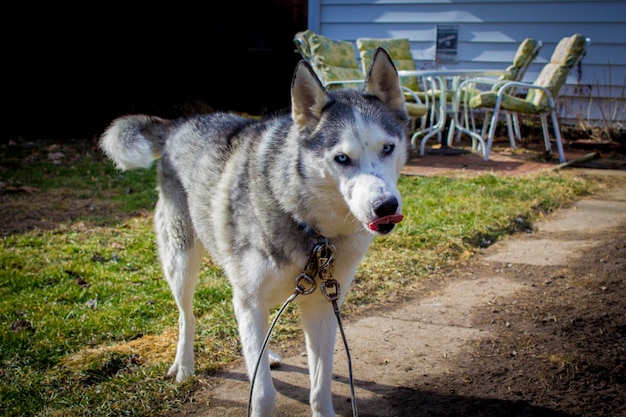 Foto hund, der in die kamera schaut