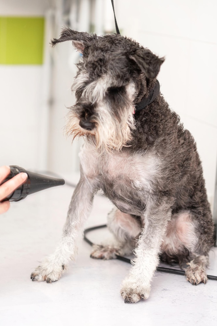 Foto hund, der in die kamera schaut