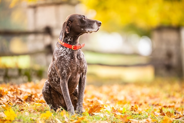 Hund, der in einem Park während eines Herbsttages sitzt