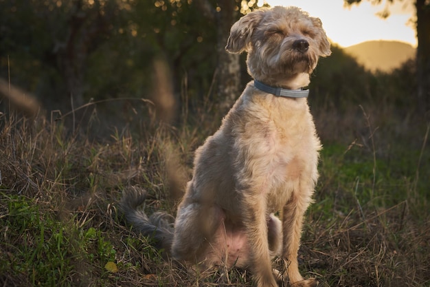 Foto hund, der meditation praktiziert