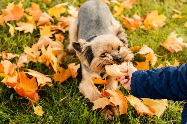 Hund, der mit dem Kind im Freien spielt.