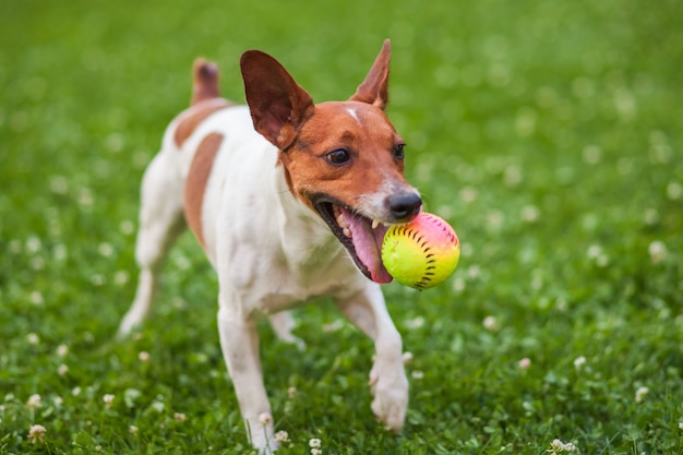 Hund, der mit einem Ball auf dem Gras im Park spielt