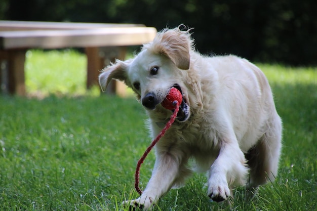 Hund, der mit einem Ball auf einem grasbewachsenen Feld spielt