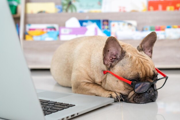 Hund, der nahe bei Laptop gegen Bücherregal liegt