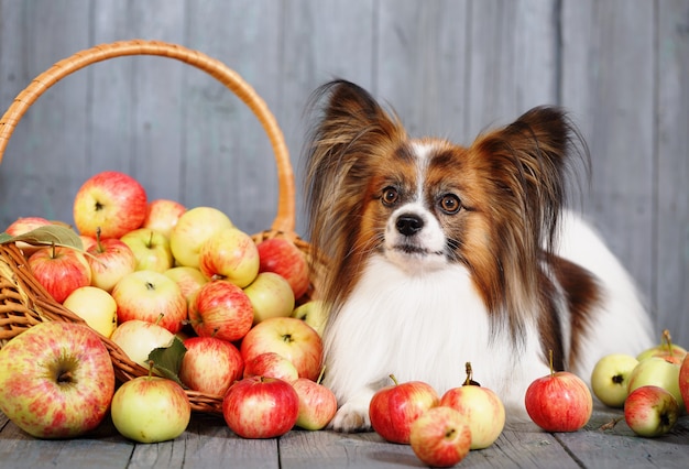 Hund, der nahe Korb liegt