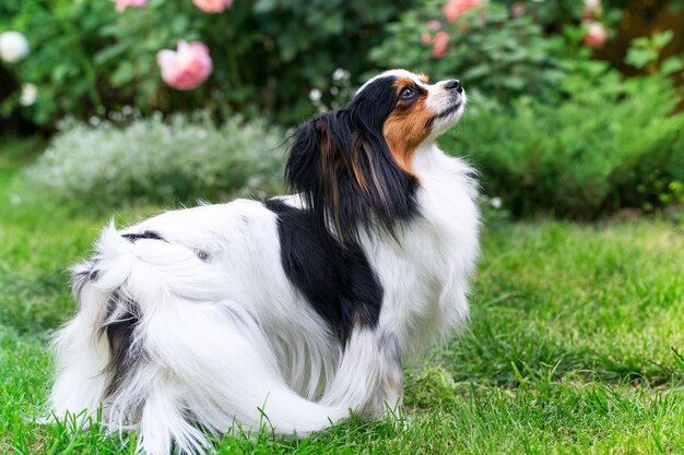 Hund der Rasse Papillon auf dem Rasen im Garten