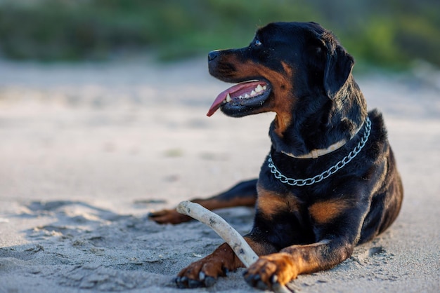 Hund der Rasse Rottweiler liegt auf Sand und spielt mit Stock in der Nähe des Schwarzen Meeres