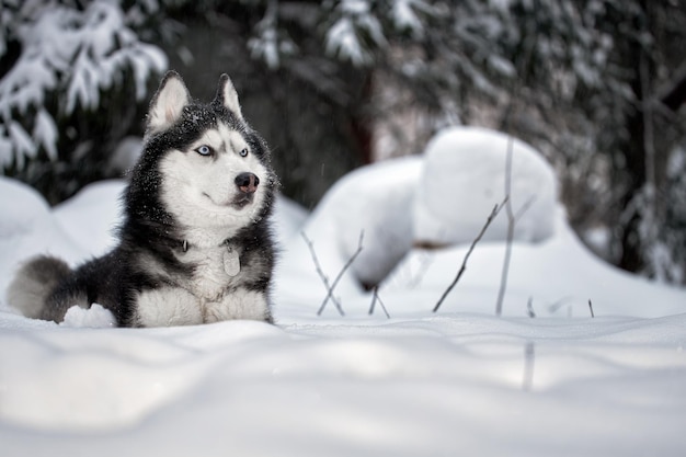 Hund der Rasse Sibirischer Husky Husky-Hund im Winterwald Kopieren Sie Platz