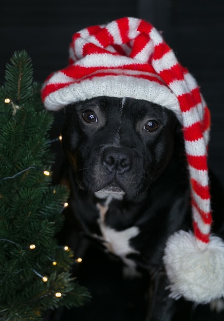 Hund der Rasse Staffordshire Bull Terrier, schwarz, mit Weihnachtsmütze