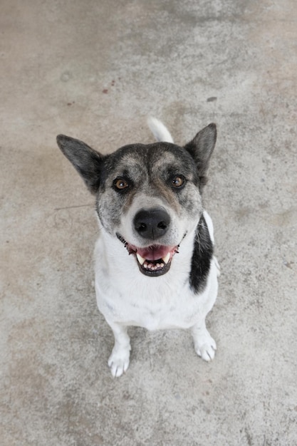 Foto hund, der sich hinsetzt und nach oben schaut