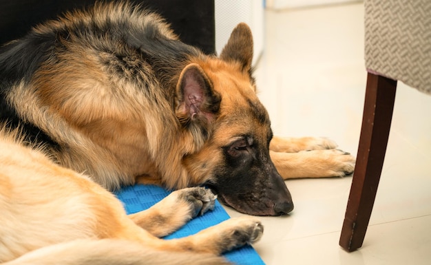 Hund, der sich mit Liebe auf den Boden legt