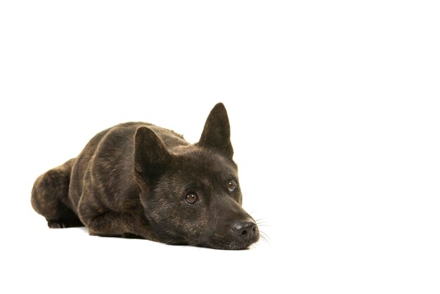 Hund, der über einen weißen Hintergrund wegblickt