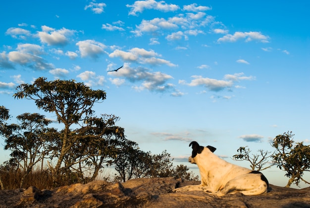 Foto hund, der vogel im himmel in brasilien betrachtet