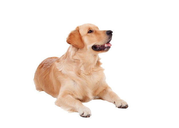 Hund, der vor weißem Hintergrund wegblickt
