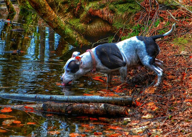 Foto hund, der wasser im fluss trinkt