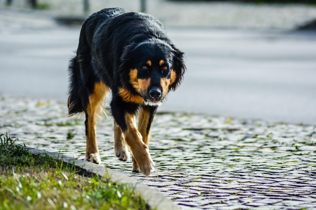 Foto hund, der wegblickt