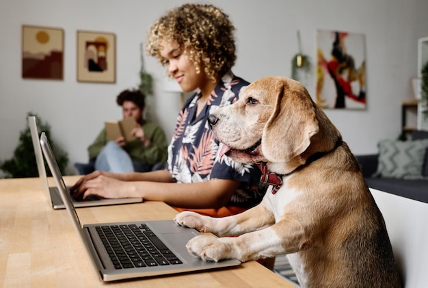 Foto hund, der zu hause am laptop arbeitet