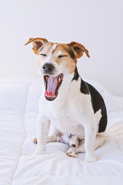 Hund, der zu Hause im Bett gähnt