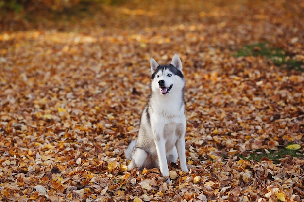 Hund des sibirischen Huskys mit blauen Augen steht im Herbstwald