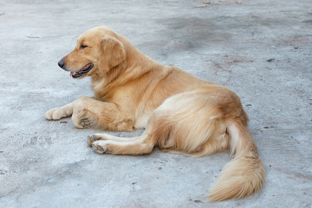 Hund Detail Tier Haustier