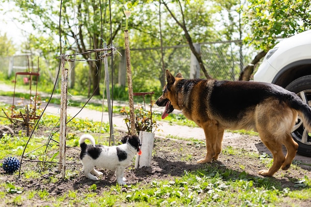 hund, deutscher schäferhund im hof.