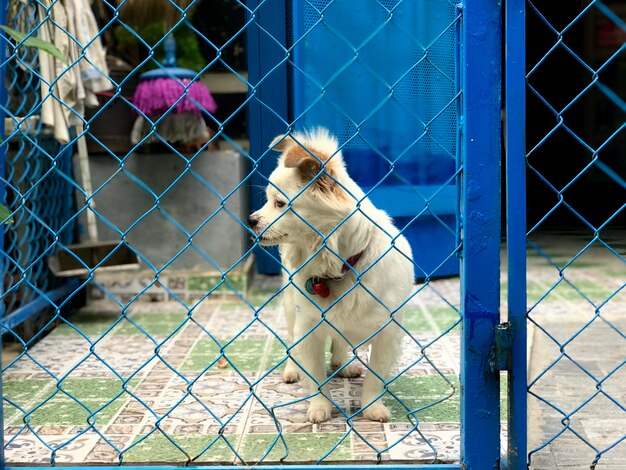 Hund durch einen Kettengrenz gesehen