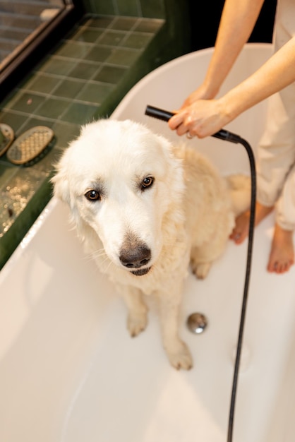 Hund duscht in Badewanne