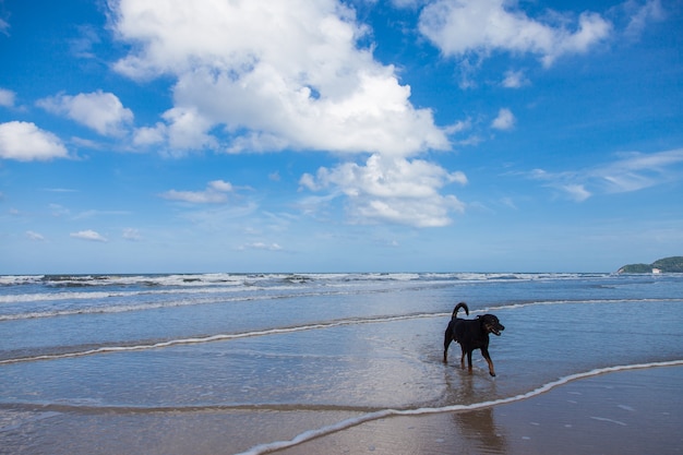 Hund entspannend am Strand spazieren, Schwarzer Hund im Meer.