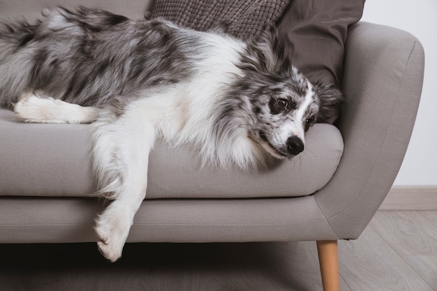 Hund entspannt auf der Couch