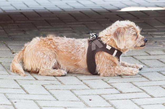 Foto hund entspannt sich auf dem bürgersteig