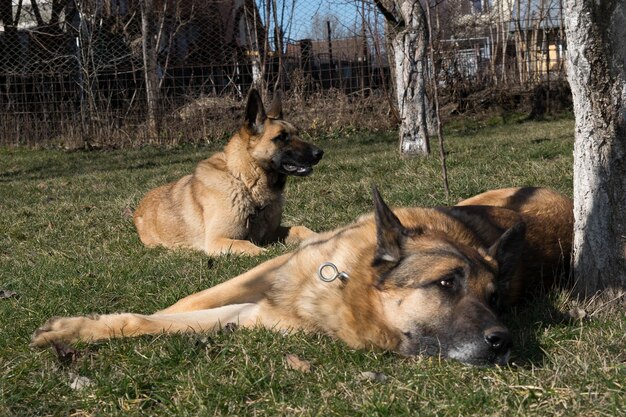 Foto hund entspannt sich auf dem feld