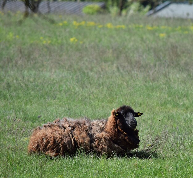 Foto hund entspannt sich auf dem feld