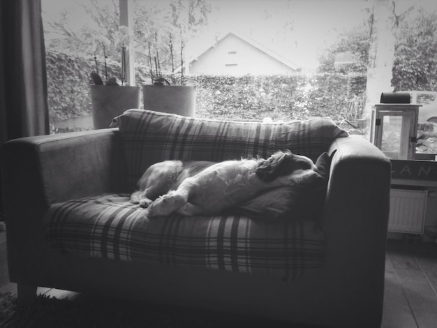 Hund entspannt sich auf dem Sofa