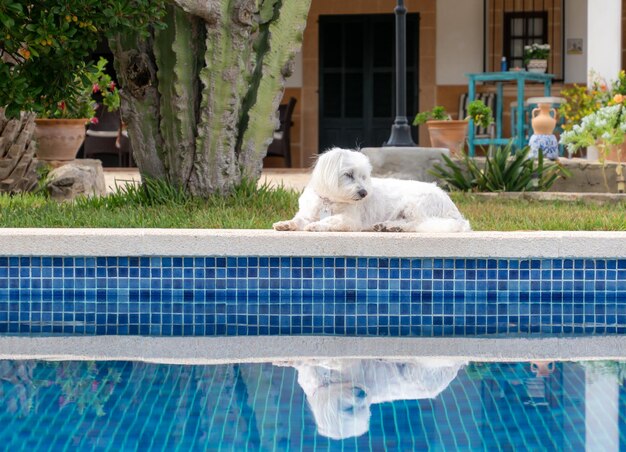 Hund entspannt sich im Schwimmbad