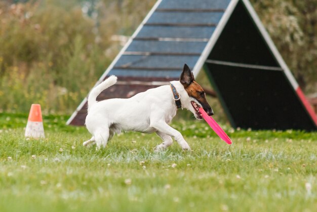 Hund fängt fliegende Scheibe im Sprung, Haustier spielt draußen in einem Park. Sportveranstaltung, Leistung in spo