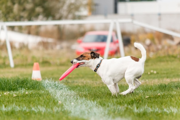 Hund fängt fliegende Scheibe im Sprung, Haustier spielt draußen in einem Park. Sportveranstaltung, Leistung in spo
