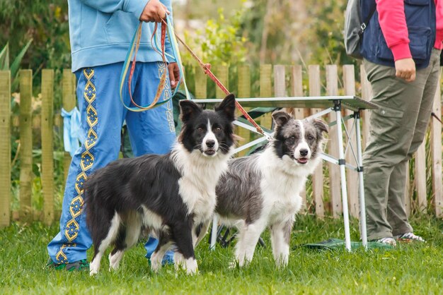 Hund fängt fliegende Scheibe im Sprung, Haustier spielt draußen in einem Park. Sportveranstaltung, Leistung in spo