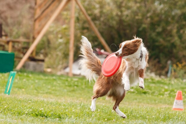 Hund fängt fliegende Scheibe im Sprung, Haustier spielt draußen in einem Park. Sportveranstaltung, Leistung in spo