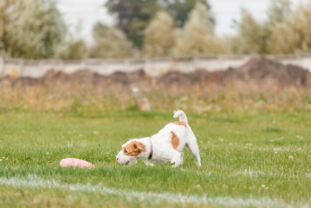 Hund fängt fliegende Scheibe im Sprung, Haustier spielt draußen in einem Park. Sportveranstaltung, Leistung in spo