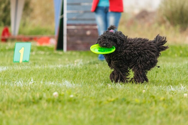 Hund fängt fliegende Scheibe im Sprung, Haustier spielt draußen in einem Park. Sportveranstaltung, Leistung in spo