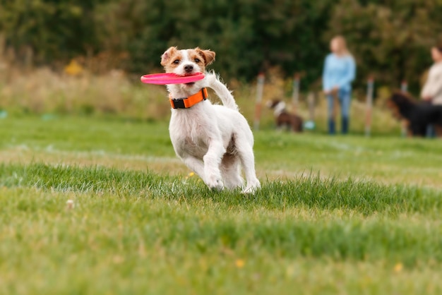 Hund fängt fliegende Scheibe im Sprung, Haustier spielt draußen in einem Park. Sportveranstaltung, Leistung in spo