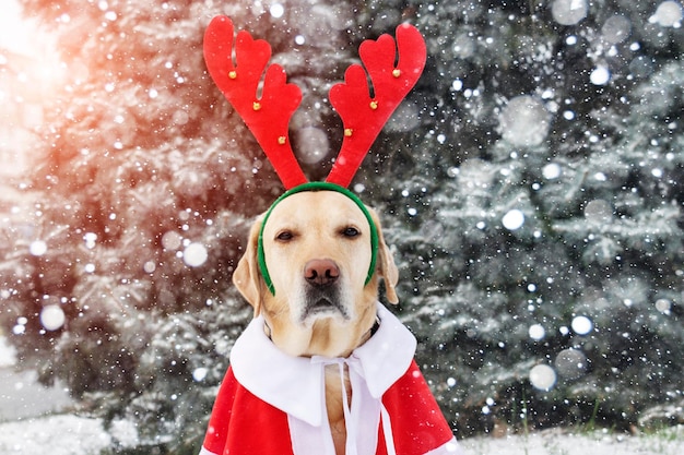 Foto hund feiert weihnachten mit einem rentiergeweih-diadem