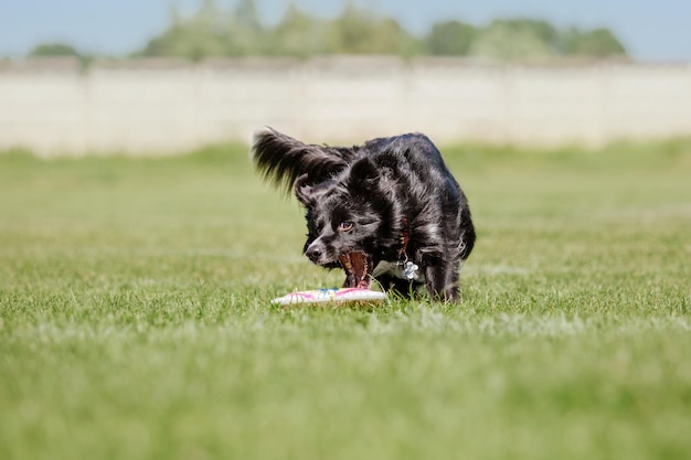 Hund Frisbee Hund fängt fliegende Scheibe im Sprung Haustier spielt im Freien in einem Park Sportveranstaltung Achie