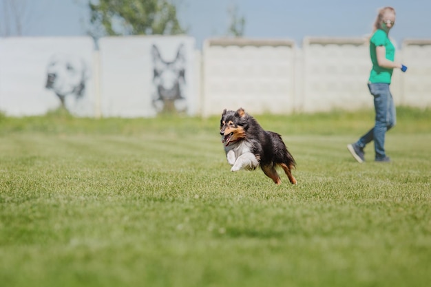 Hund Frisbee Hund fängt fliegende Scheibe im Sprung Haustier spielt im Freien in einem Park Sportveranstaltung Achie