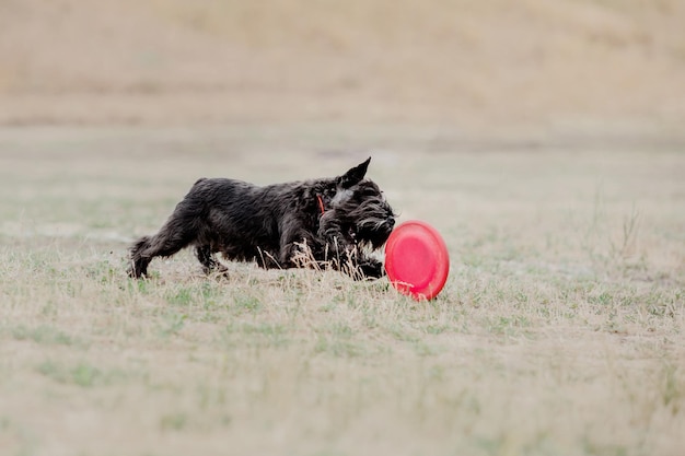 Hund Frisbee Hund fängt fliegende Scheibe im Sprung Haustier spielt im Freien in einem Park Sportveranstaltung Achie