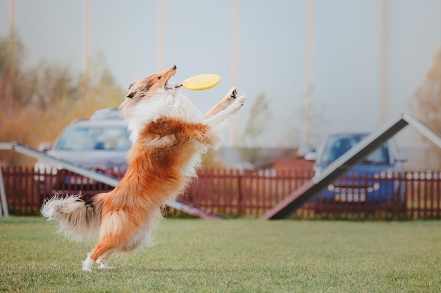 Hund Frisbee Hund fängt fliegende Scheibe im Sprung Haustier spielt im Freien in einem Park Sportveranstaltung Achie