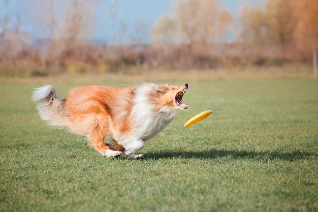 Hund Frisbee Hund fängt fliegende Scheibe im Sprung Haustier spielt im Freien in einem Park Sportveranstaltung Achie